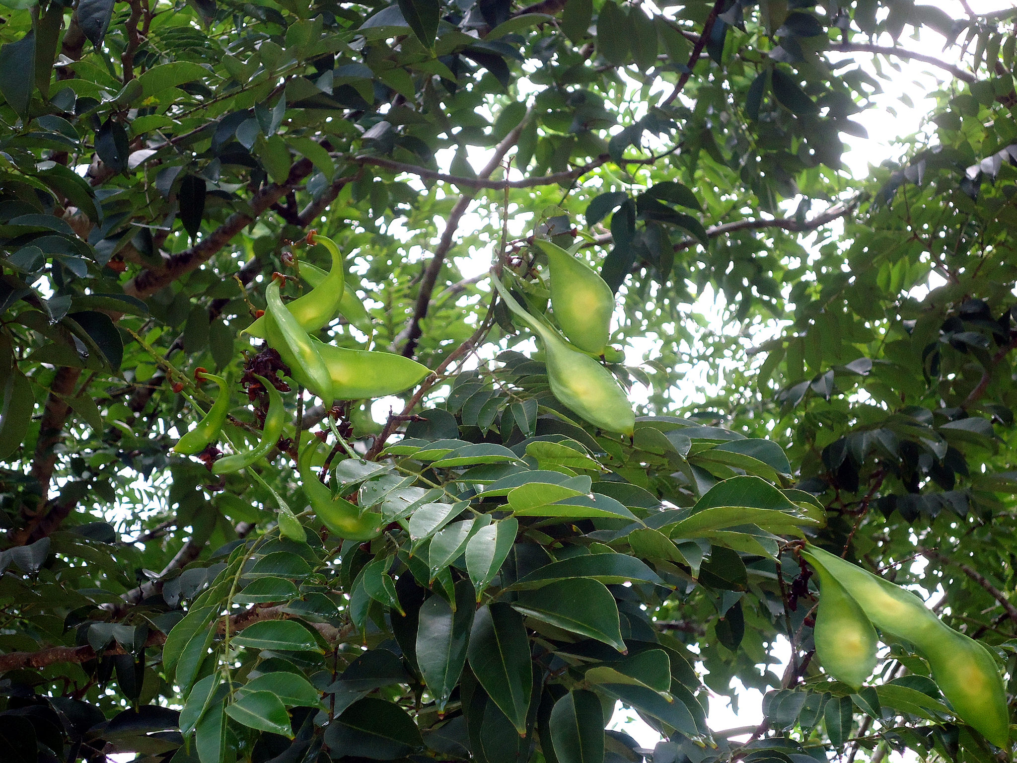 Lonchocarpus punctatus